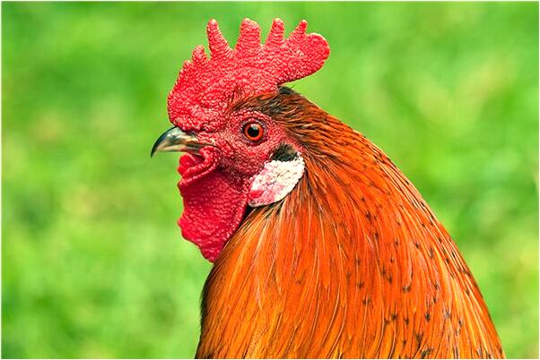 夢到了和異性相親代表著什麼？_周公解夢官網