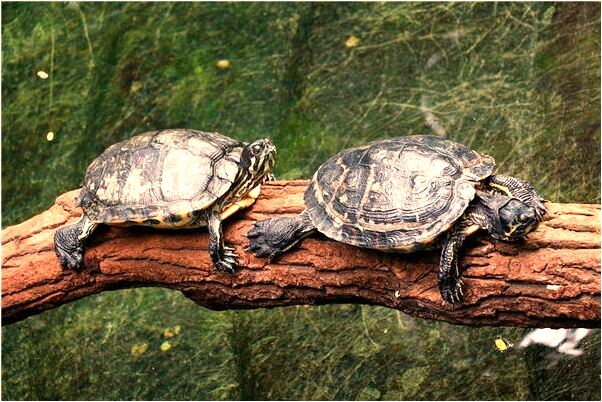 夢到了金龍叼著鯉魚會有什麼預兆_周公解夢官網