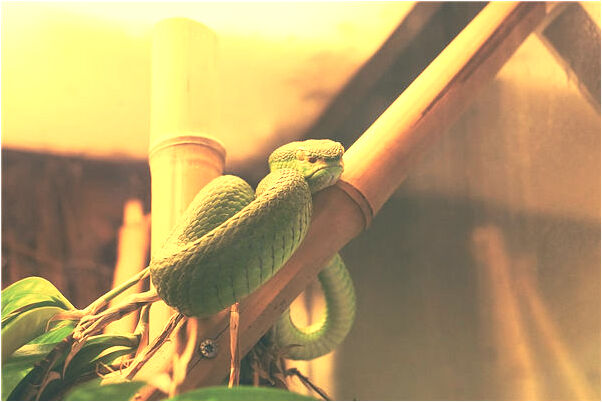 夢到了被電死又活了意味著什麼_周公解夢官網