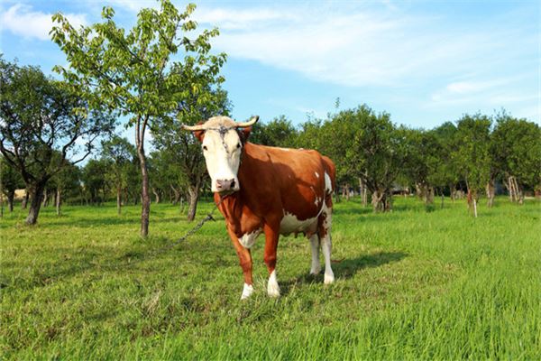 牛六個合生肖是什麼_十二生肖