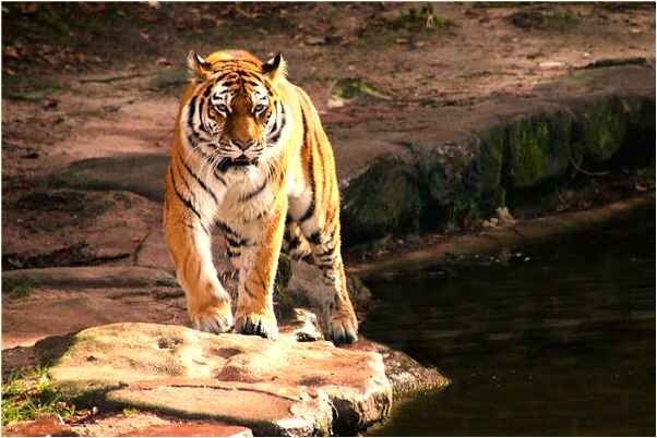 夢見兩隻耳朵流膿有什麼寓意嗎？_周公解夢官網
