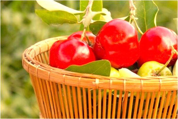 夢到被惡犬咬什麼寓意_周公解夢官網