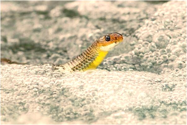 夢到了老師夸同桌是吉兆嗎?_周公解夢官網