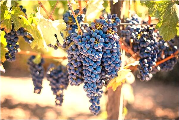 夢到紅馬向自己跑來是啥預兆_周公解夢官網