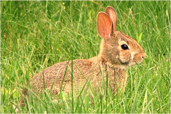 夢到了家裡養了兩頭豬是什麼意思_周公解夢官網