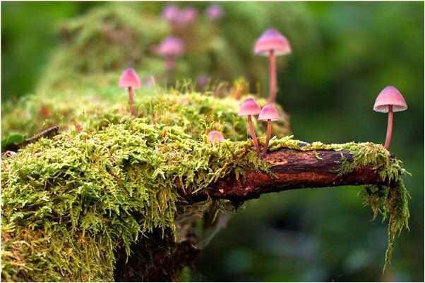 夢見姥家斷糧斷柴怎么回事_周公解夢官網