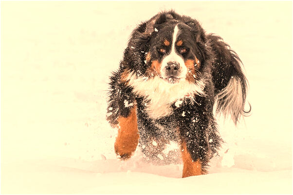 夢到了桌子底下冒水是凶兆還是吉兆_周公解夢官網