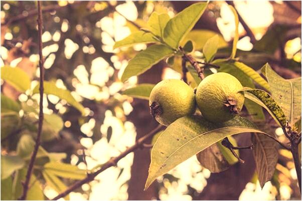 夢到了別人搶了我的安全套什麼預兆_周公解夢官網