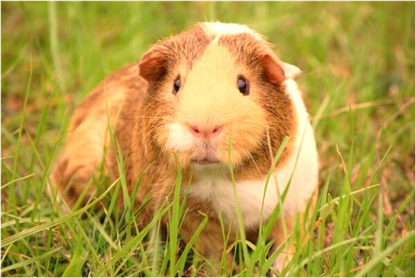 夢到爸爸弟弟的小孩不喜歡自己是什麼預兆_周公解夢官網