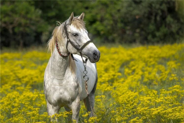 屬相馬的男人出生什麼年份_十二生肖