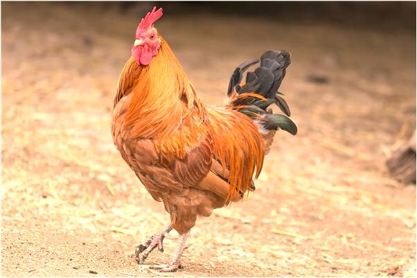 夢到了老公開車出車禍代表著什麼_周公解夢官網