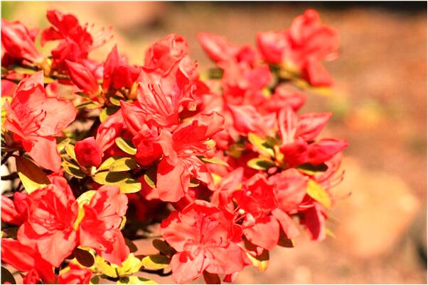 夢到了老公被砍了好多血怎么回事_周公解夢官網