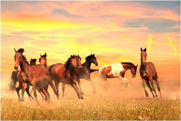 夢到被堂哥追殺是不是好的徵兆呢_周公解夢官網