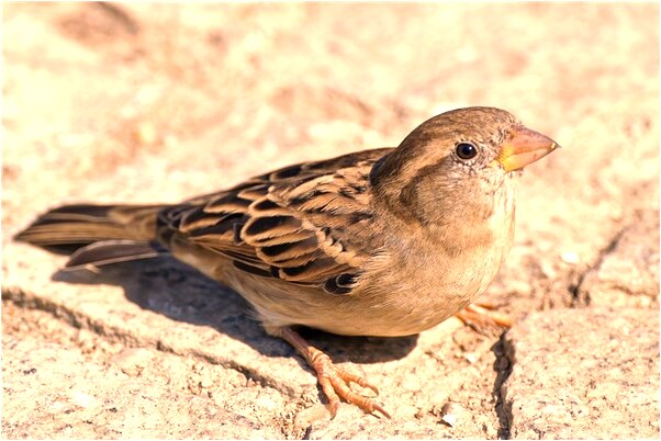 夢見自己穿兩雙鞋是吉兆嗎?_周公解夢官網