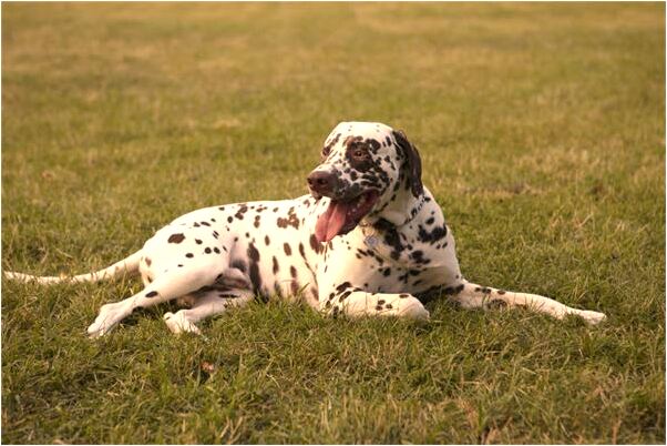 夢到了蚯蚓變成蛇是什麼徵兆_周公解夢官網