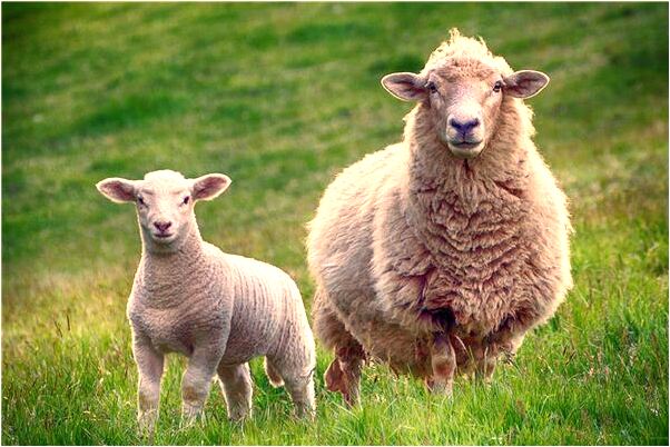 夢到了白色水果下面是紅糖是什麼意思？_周公解夢官網