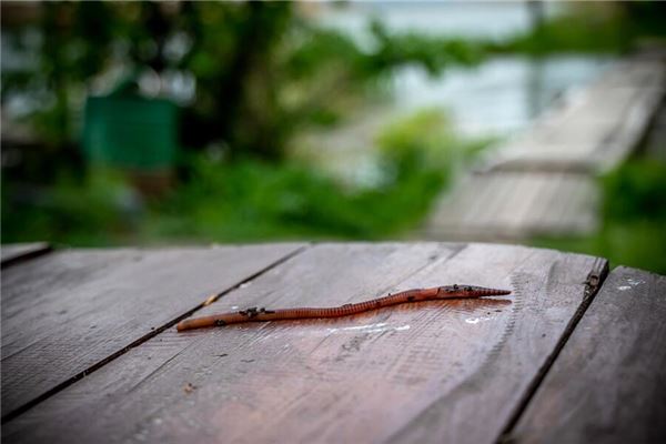 夢見蚯蚓_周公解夢