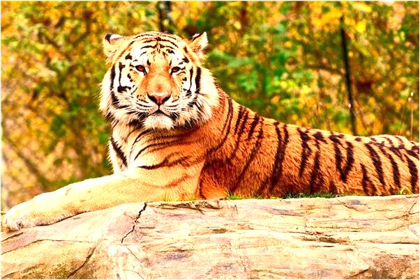 夢到耳朵凍傷預示什麼_周公解夢官網