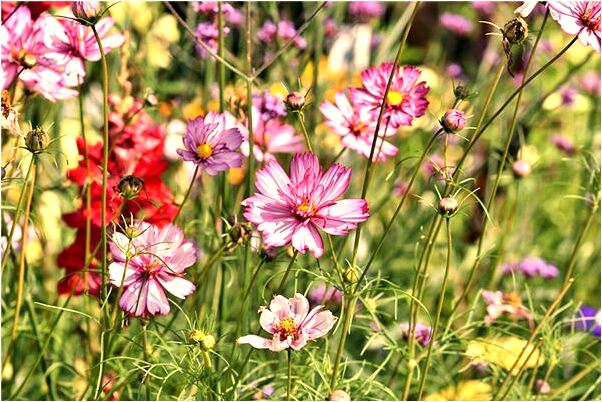 夢到別人抱著男孩兒是吉兆嗎?_周公解夢官網