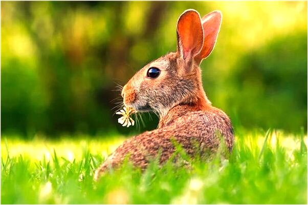 夢到了狼群維著自己是什麼意思？_周公解夢官網