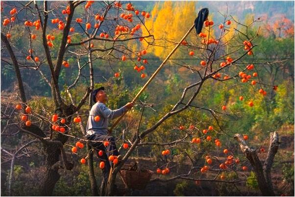 夢到了弒父淫母預兆了什麼嗎_周公解夢官網