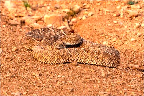 夢到男朋友在自己家做飯預示著什麼_周公解夢官網