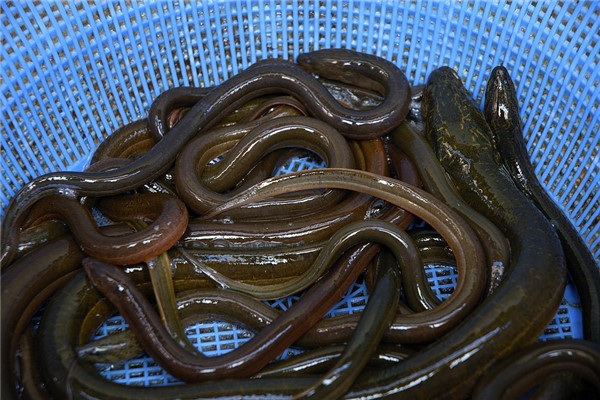 夢到買黃鱔怎麼說_周公解夢