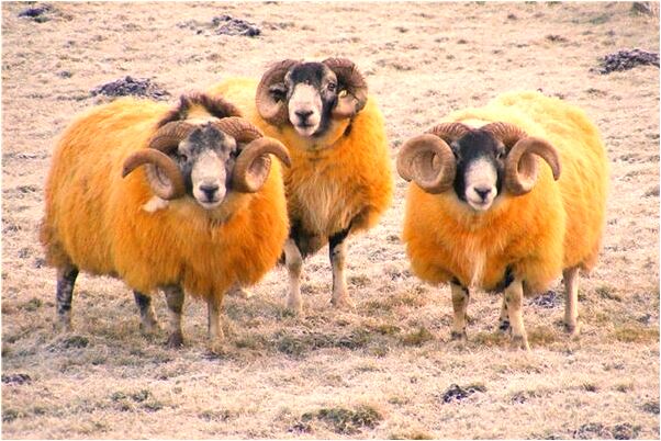 夢到了單位一把手調走是什麼啟示_周公解夢官網