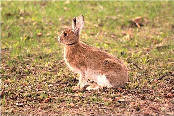 夢到牛死而復生怎么回事_周公解夢官網