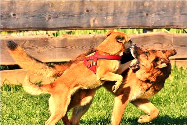 夢到長爪的綠蛇怎么回事_周公解夢官網