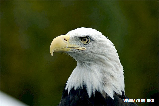 夢見自已得絕症_周公解夢夢到自已得絕症是什麼意思_做夢夢見自已得絕症好不好_周公解夢官網