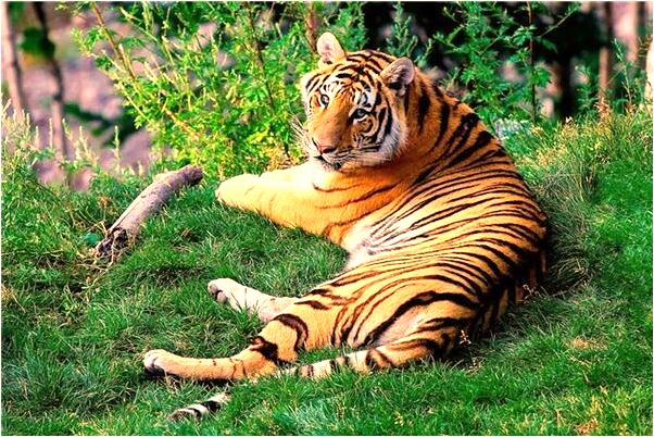 夢到自己結婚補辦婚禮是好的徵兆嗎_周公解夢官網