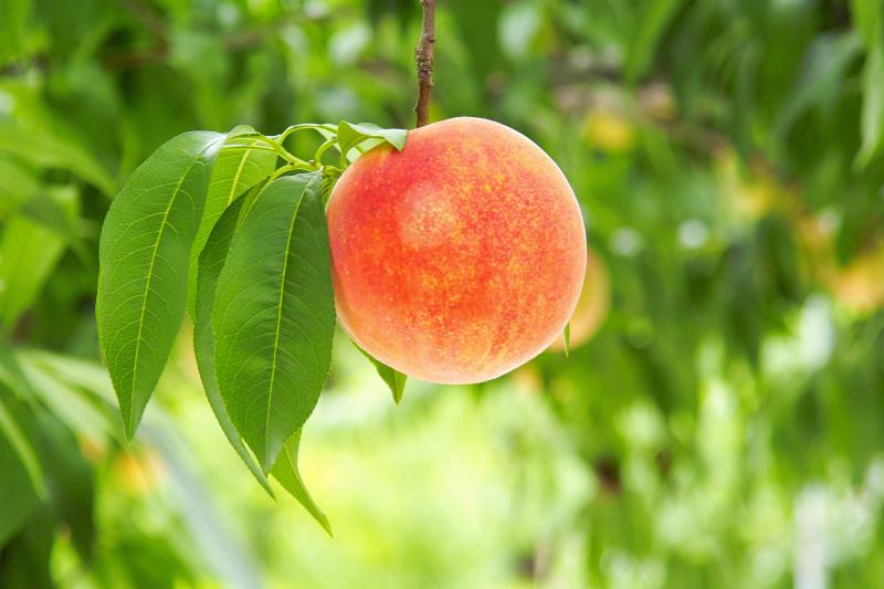 夢見摘桃子_周公解夢