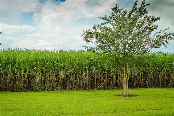 夢見甘蔗苗有什麼含義_周公解夢