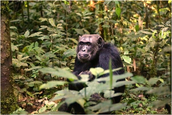 夢見抓住惡狗被咬沒咬上預示了什麼_周公解夢官網