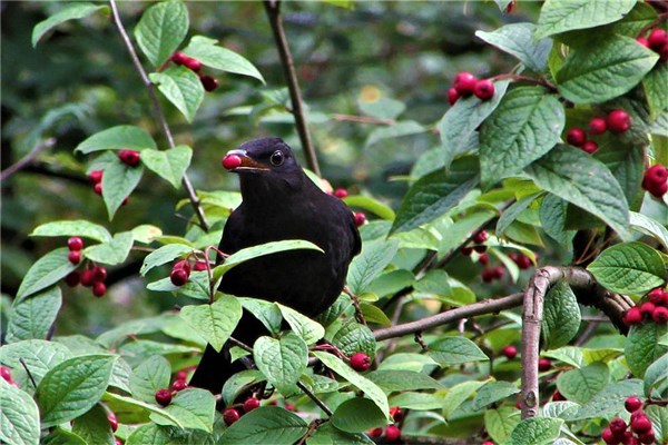 夢見枸杞樹有什麼預兆_周公解夢