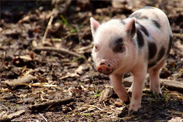 2019年生肖豬什麼時候好運_十二生肖