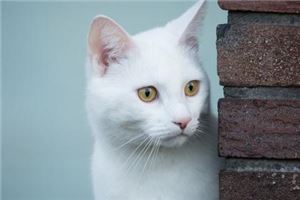 夢見一窩白貓是什麼意思呢？_周公解夢