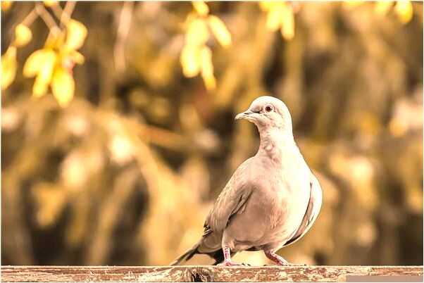 夢到和老公打架哭得很傷心有何寓意_周公解夢官網