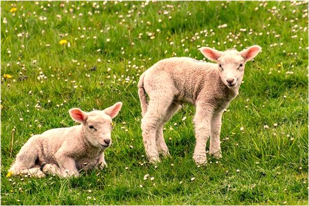 夢到了延著河堤不好走意味著什麼_周公解夢官網