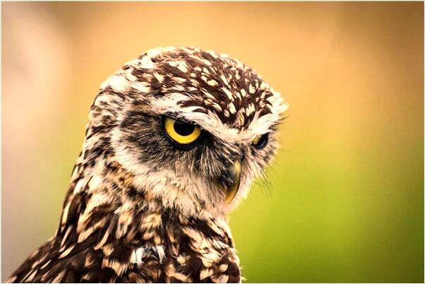 夢到媽媽我兒子頭生滿虱子是什麼徵兆_周公解夢官網