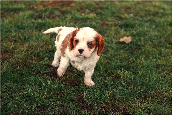 夢到了標誌在車頭右側的豪車亂撞有什麼預兆_周公解夢官網