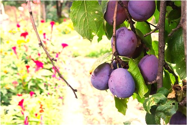 夢見太婆看見我手指說我福氣好會有什麼預兆_周公解夢官網