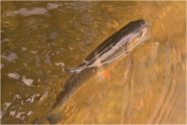 夢到了送親人出殯怎么回事_周公解夢官網