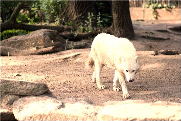 夢到了半夜起來拉粑粑會怎么樣_周公解夢官網