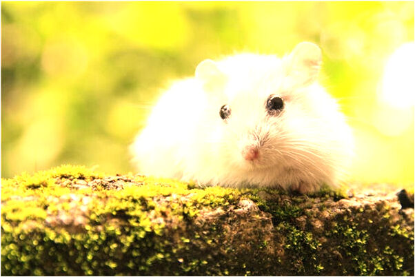 夢到被注射昏迷劑有什麼含義_周公解夢官網