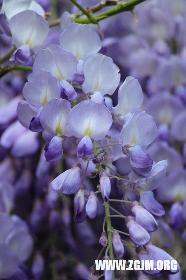 夢見孩子生病又好了_周公解夢夢到孩子生病又好了是什麼意思_做夢夢見孩子生病又好了好不好_周公解夢官網