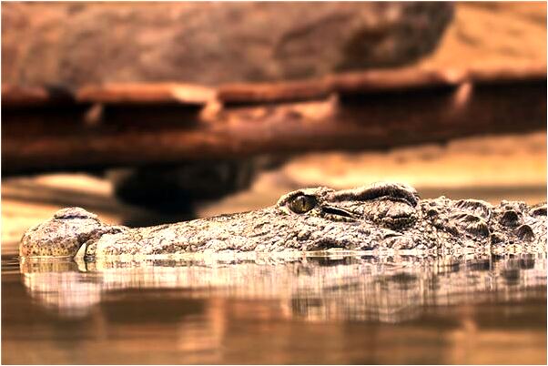 夢到小白兔頭上扎著劍怎么回事_周公解夢官網