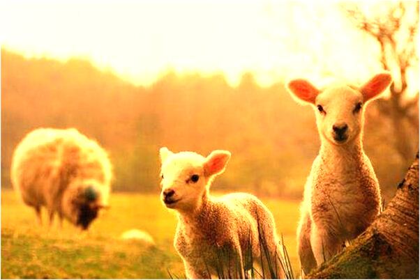 夢見兒子談戀愛有什麼意思_周公解夢官網