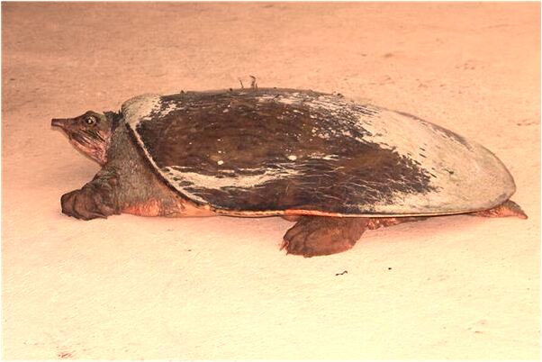 夢到去世親人讓我穿她的衣服是什麼兆頭_周公解夢官網